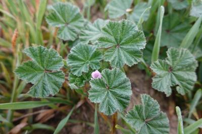 Malva neglecta