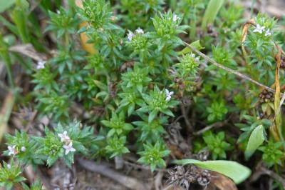 Sherardia arvensis