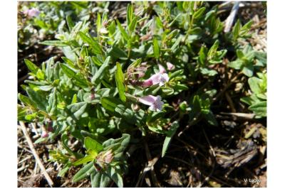 Scutellaria minor