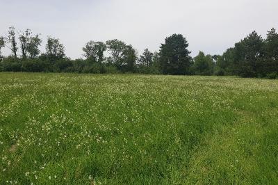 Anthericum ramosum