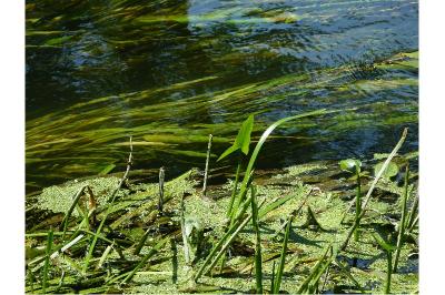 Sagittaria sagittifolia