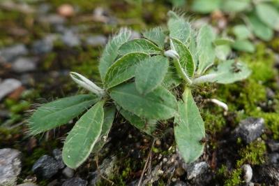 Pilosella officinarum