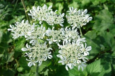 Heracleum sphondylium