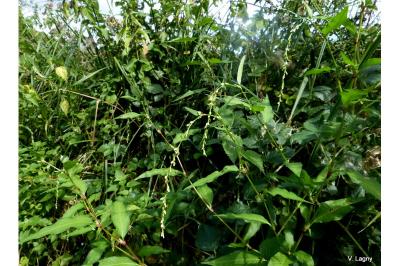 Persicaria hydropiper