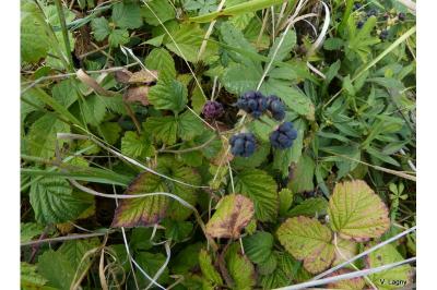 Rubus caesius