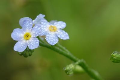 Myosotis scorpioides