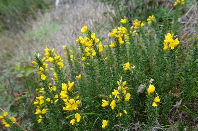 Ulex minor
