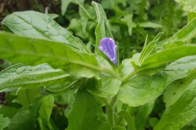 Echium plantagineum