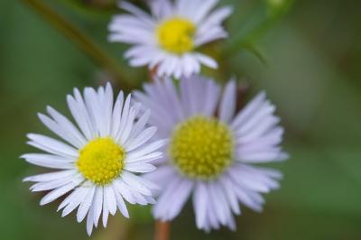 Erigeron annuus