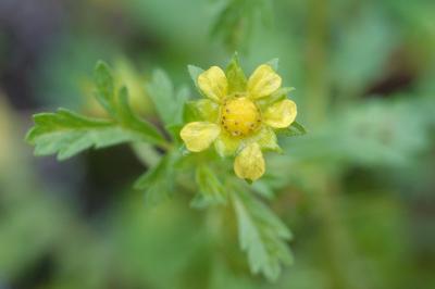 Potentilla supina