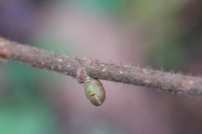 Corylus avellana
