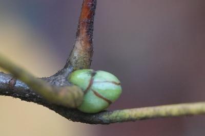 Torminalis glaberrima