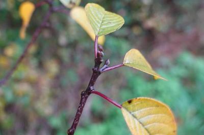 Frangula alnus