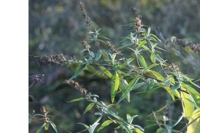 Buddleja davidii