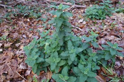 Teucrium scorodonia