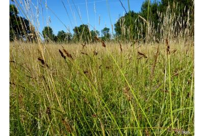 Carex otrubae