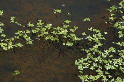 Lemna minor