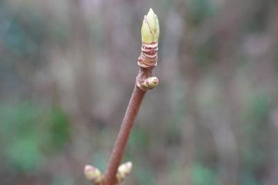 Acer pseudoplatanus