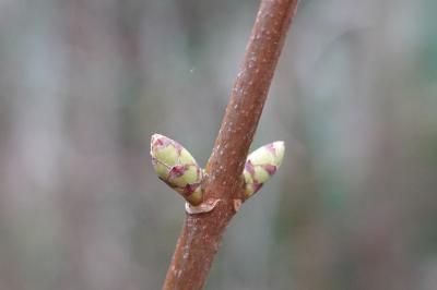 Acer pseudoplatanus