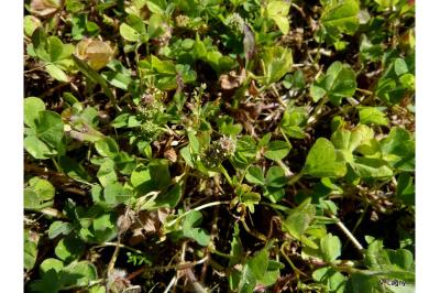Trifolium glomeratum