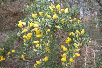 Ulex europaeus