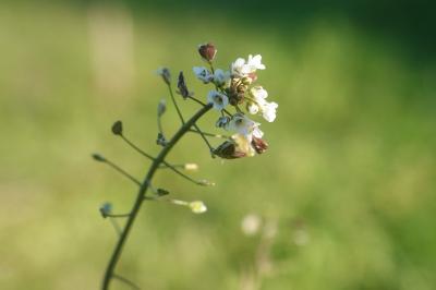 Capsella bursa-pastoris