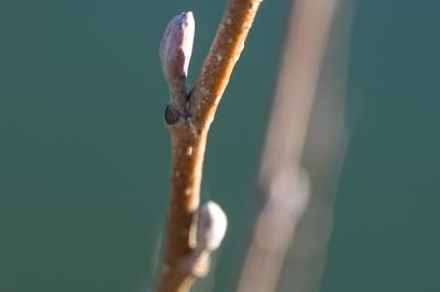 Alnus glutinosa
