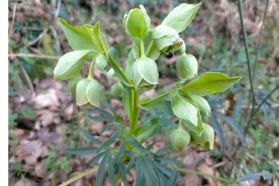 Helleborus foetidus