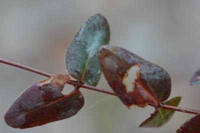Hypericum pulchrum
