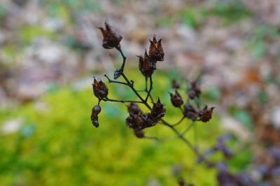 Hypericum pulchrum