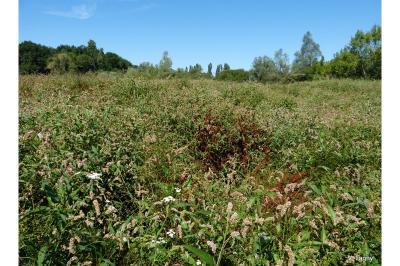 Persicaria lapathifolia
