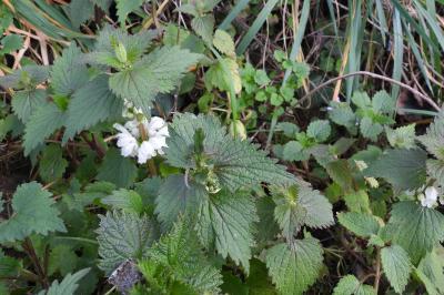 Lamium album