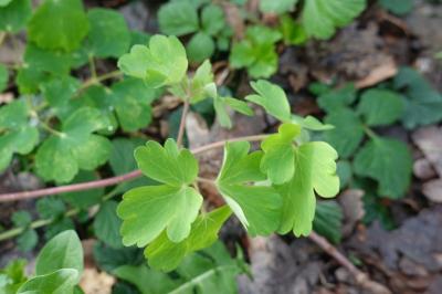 Aquilegia vulgaris