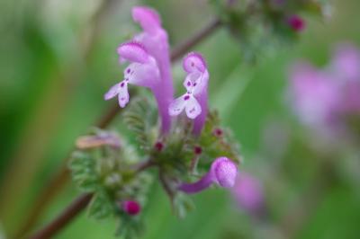 Lamium amplexicaule