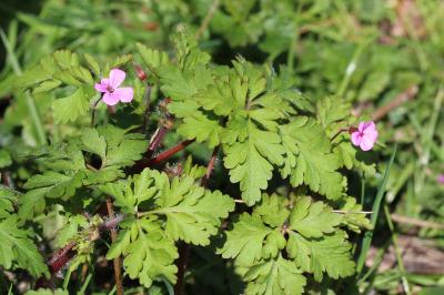 Geranium robertianum