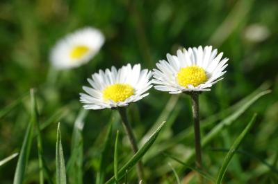Bellis perennis