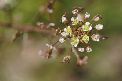 Capsella bursa-pastoris