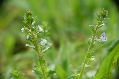 Veronica serpyllifolia