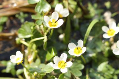 Ranunculus peltatus