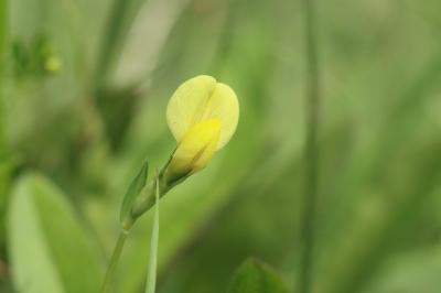 Lotus maritimus