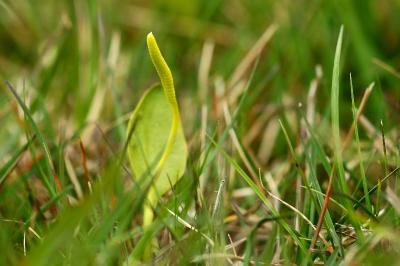 Ophioglossum vulgatum