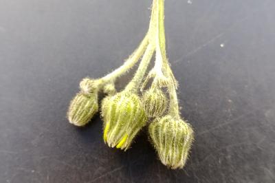 Hieracium lachenalii