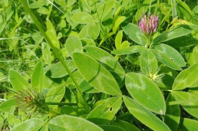 Trifolium medium