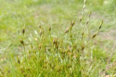 Juncus bufonius