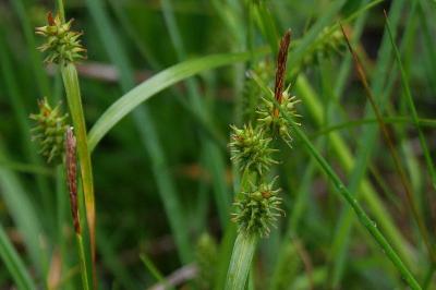 Carex demissa