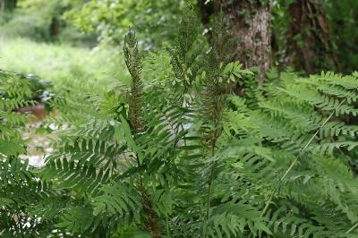 Osmunda regalis