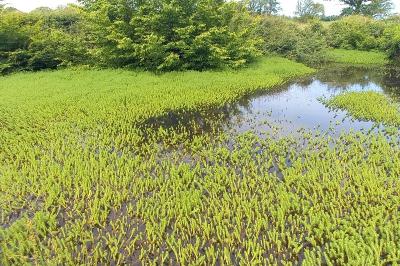 Myriophyllum aquaticum