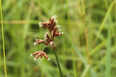 Schoenoplectus lacustris