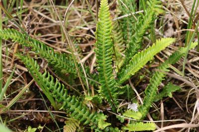Struthiopteris spicant