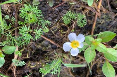 Ranunculus peltatus